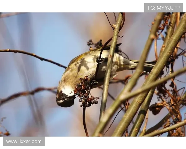 众人拾柴沙特商人众筹夺回胜利 众人拾柴沙特商人众筹夺回胜利
